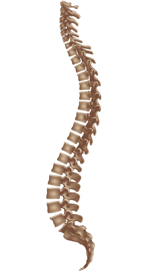 Best Spine Surgery Treatment In Pune India